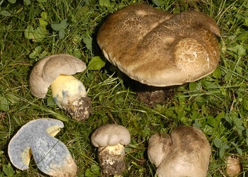 Wurzelnder Bitterröhrling (Boletus radicans) - © Heinz Prelicz